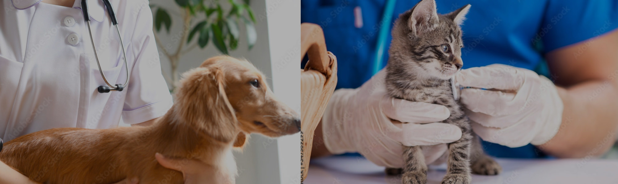 動物病院向けの医療用消耗品・機器の販売セミナー事業