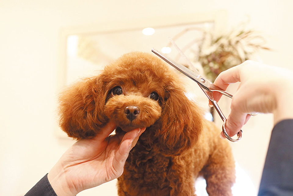 トリミングサロン Soel Dog Care by peppy