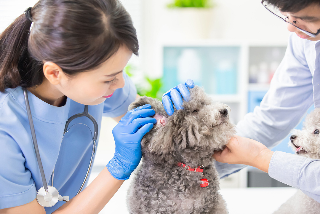 動物病院向けの医療用消耗品・機器の販売セミナー事業